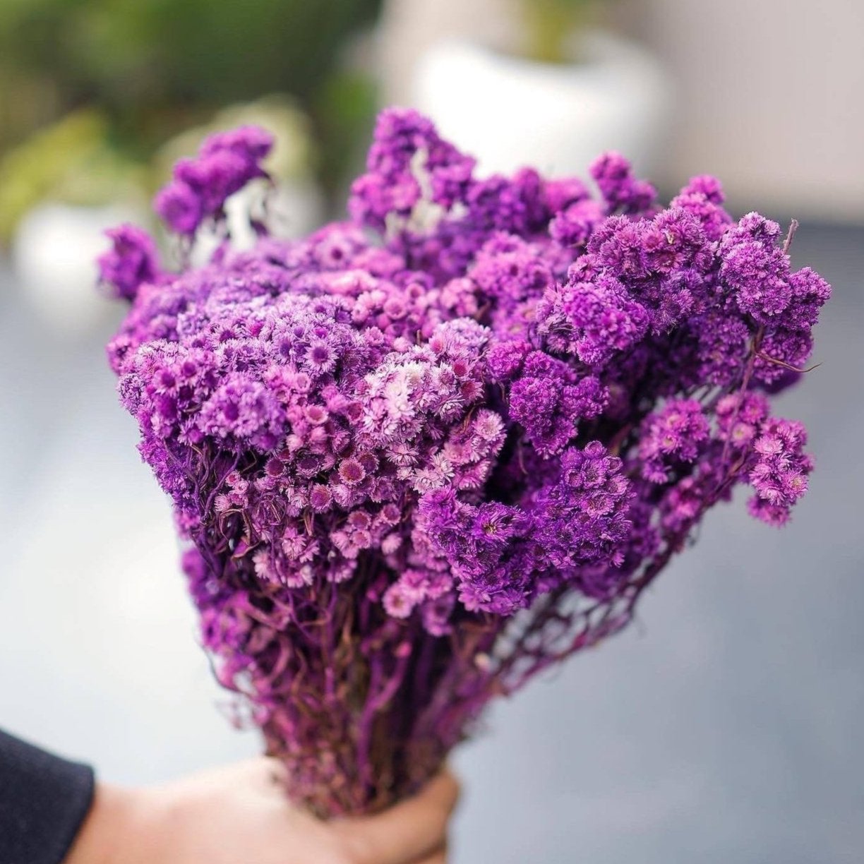 Purple daisies bunch