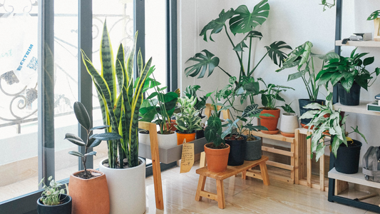 Indoor Plants: Enhancing Home Interiors Beautifully