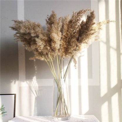 Pampas brown-XL-set of 10 stems