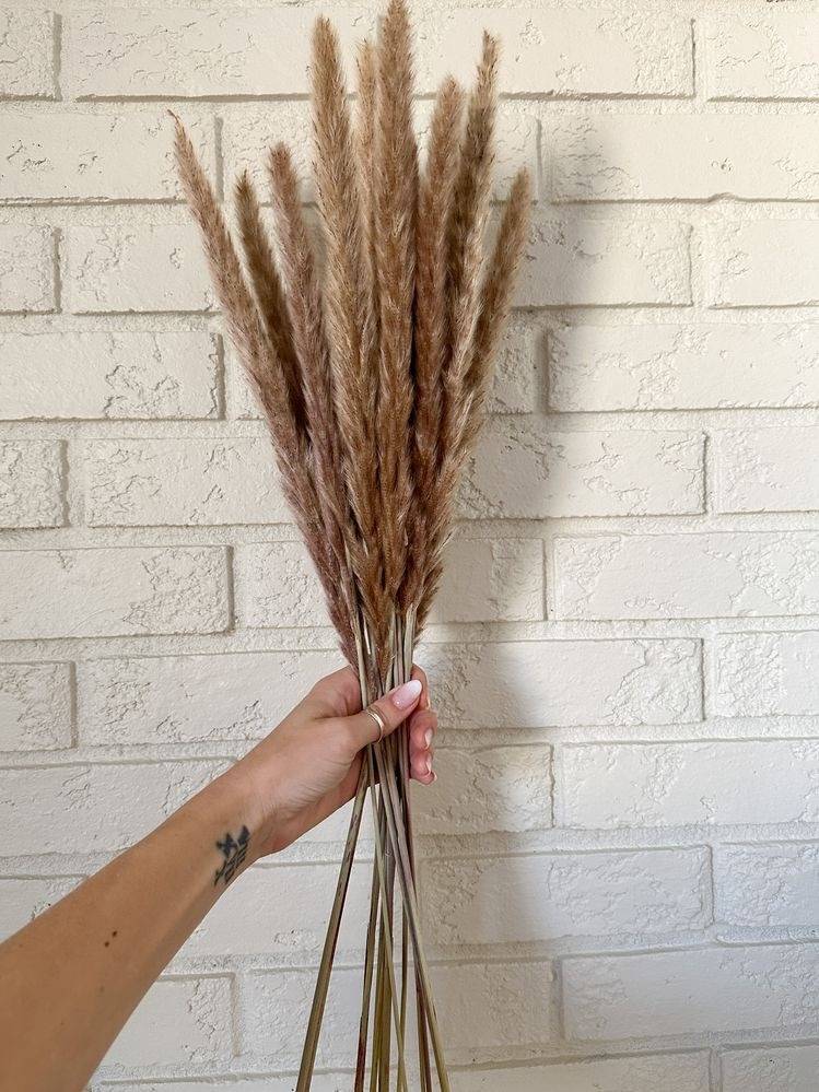 Mini brown pampas-set of 10 sticks