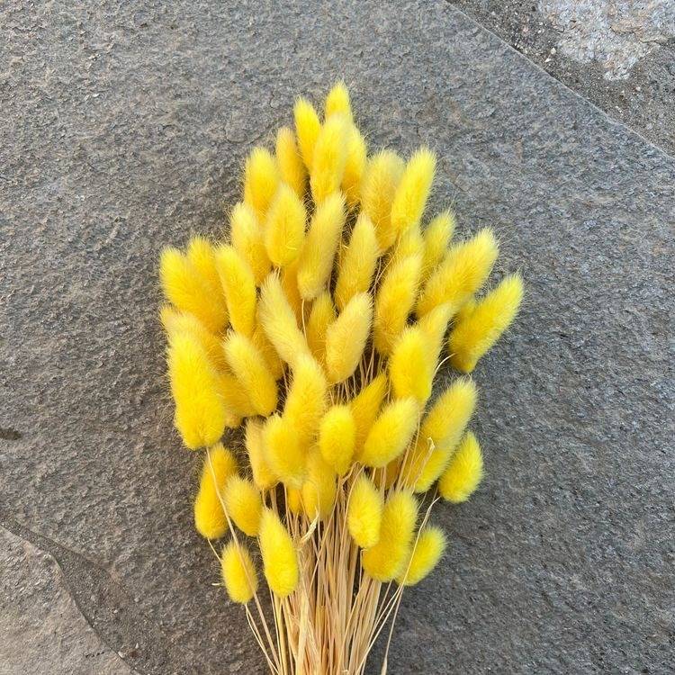 Yellow Bunny tails