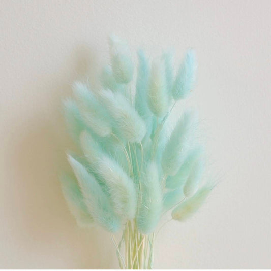 Mint Green Bunny tails-set of 50 stems