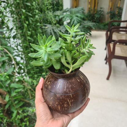 Thenga Pot Shaped Coconut Planter | Indoor Plants, Succulents (1 Pot)