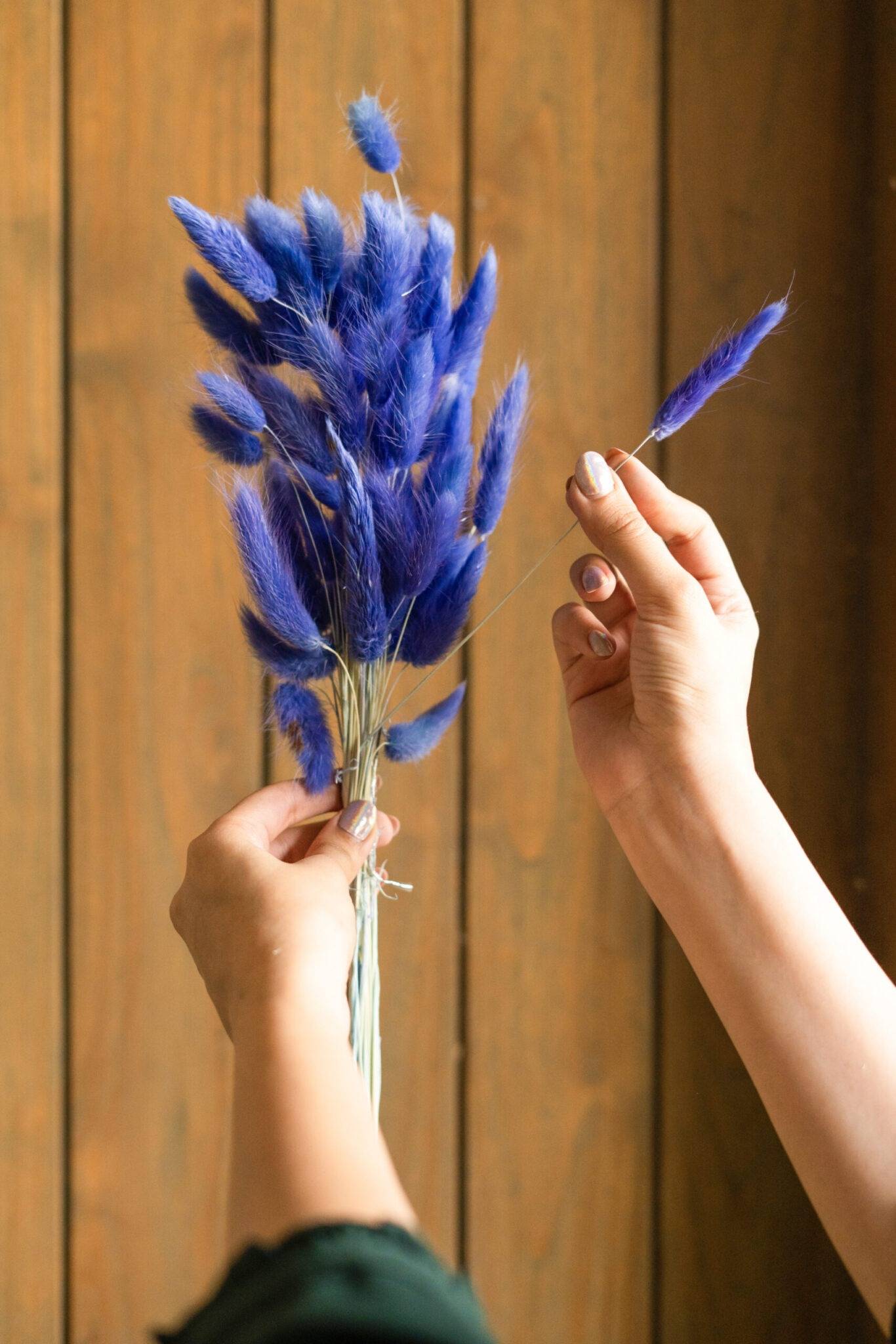 Royal Blue-Bunny tails-set of 50 stems