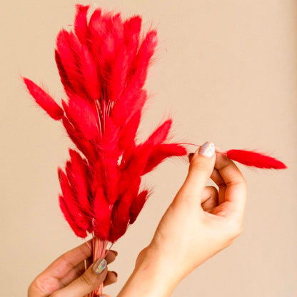 Red Bunny tails-set of 50 stems