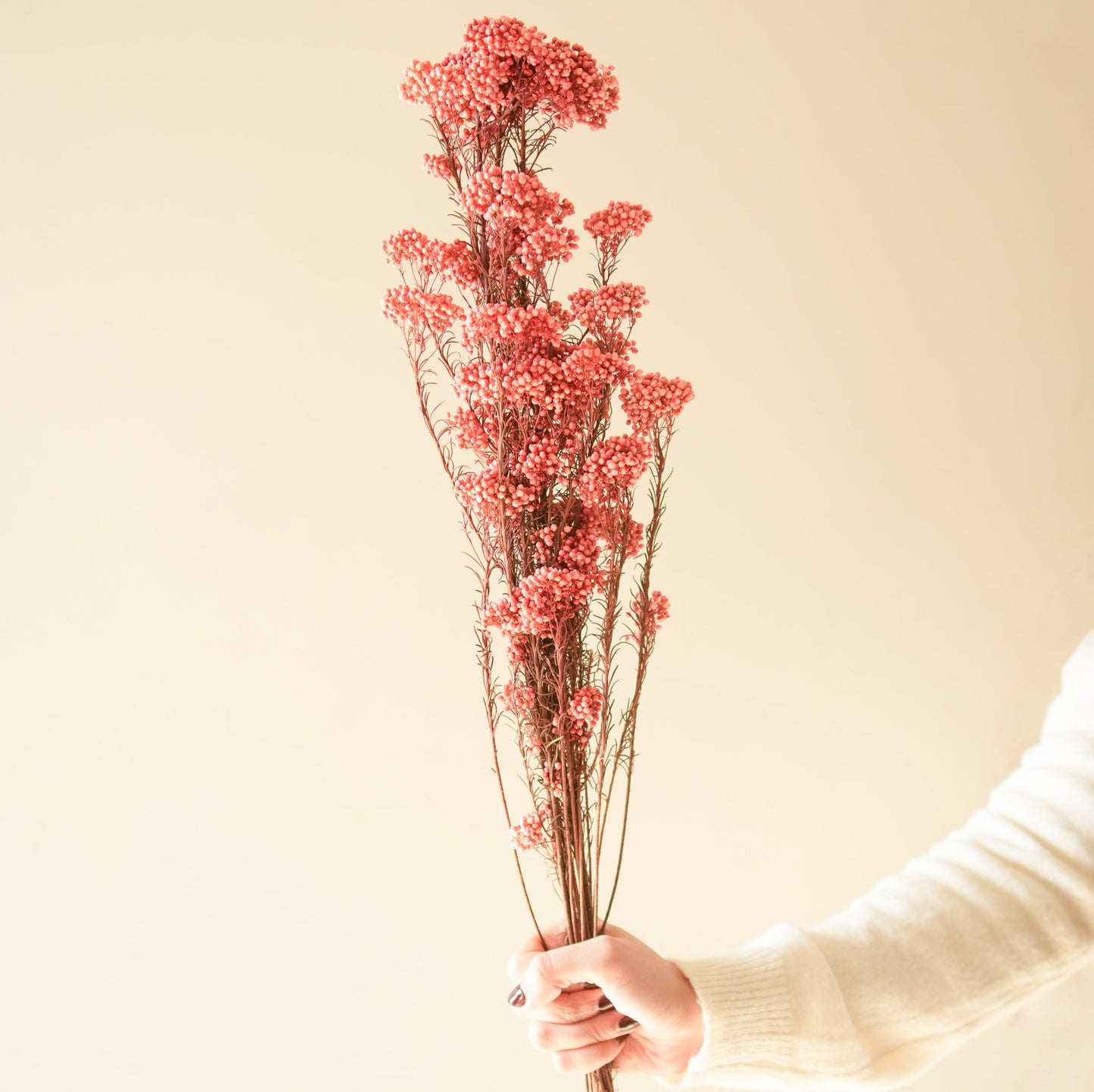 Rice flower-Dark Pink