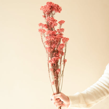 Rice flower-Dark Pink