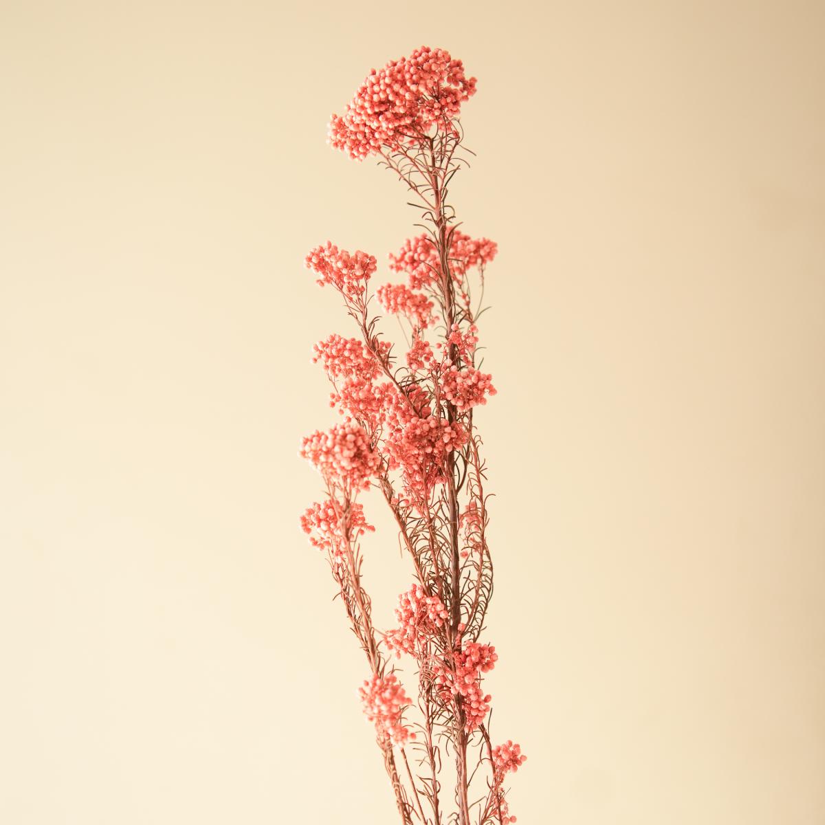 Rice flower-Dark Pink
