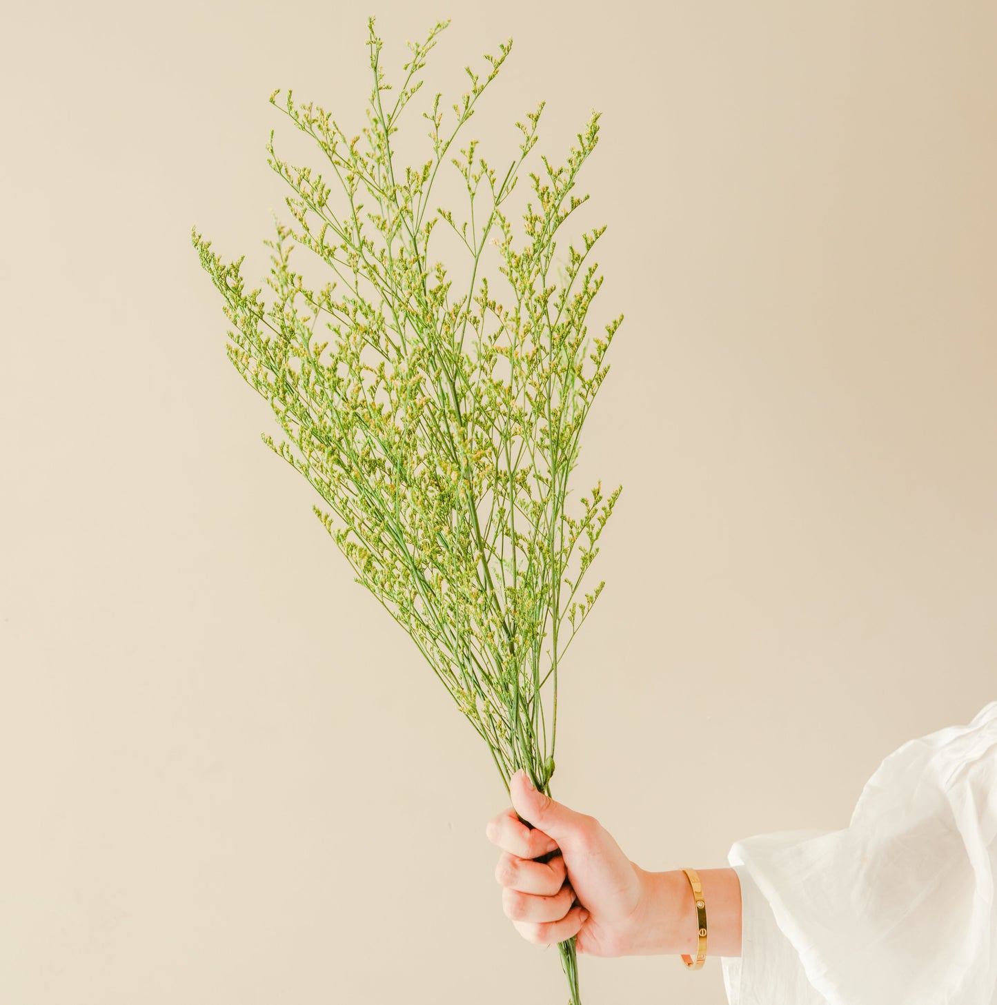 Green Limonium Dried flower
