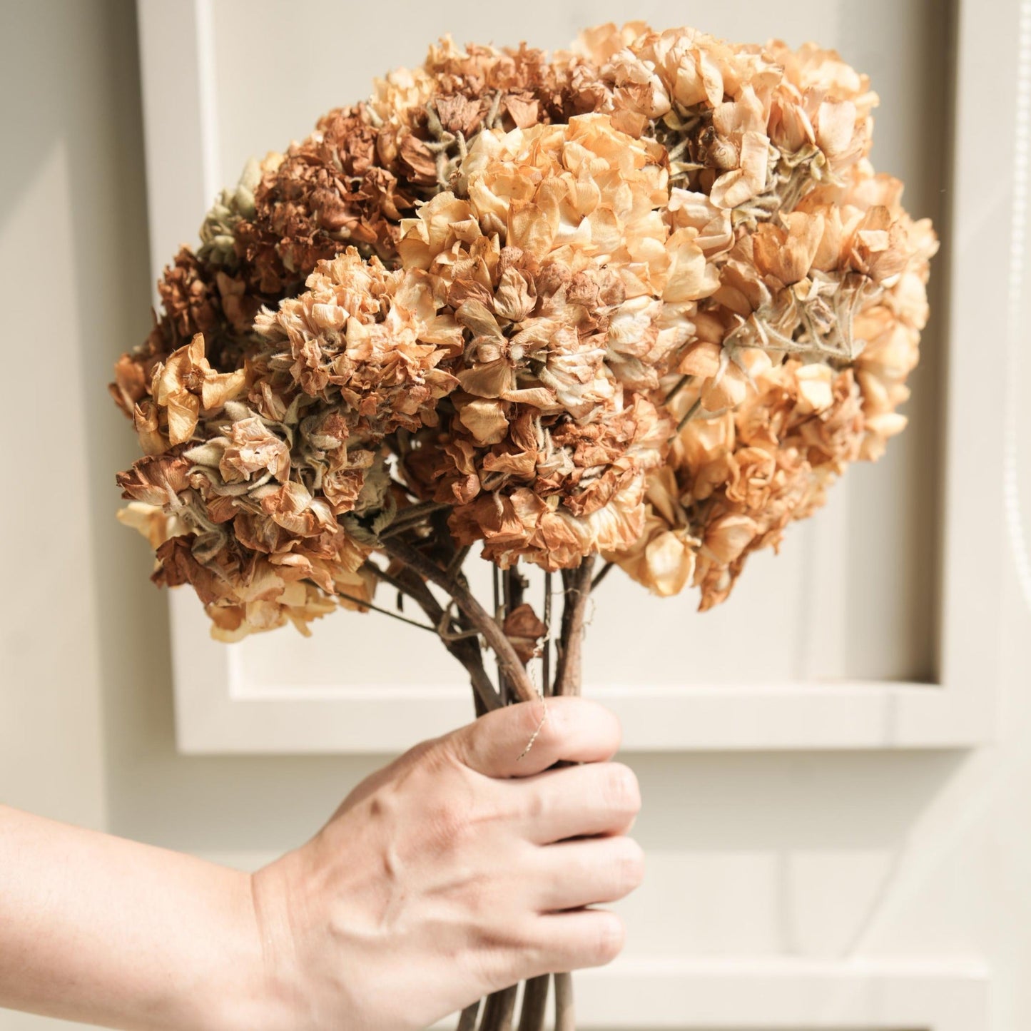 Dombeya flower bunch