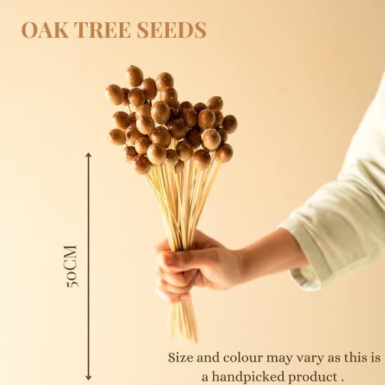 Oak tree seeds