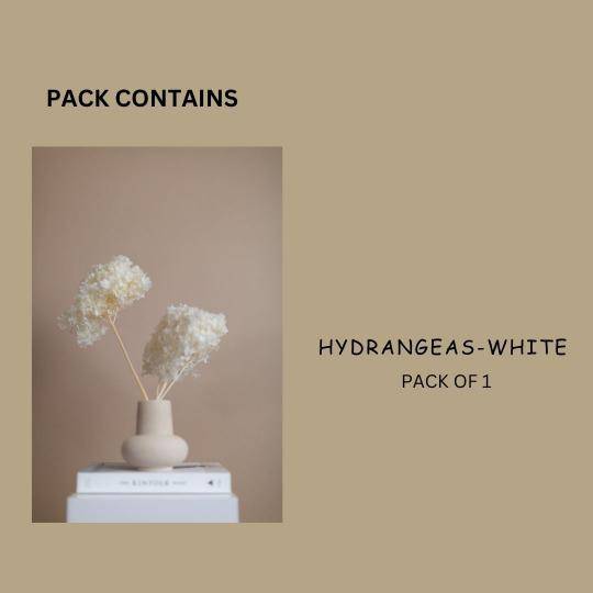 Hydrangeas _White