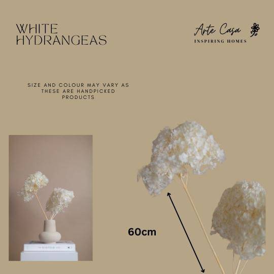 Hydrangeas _White