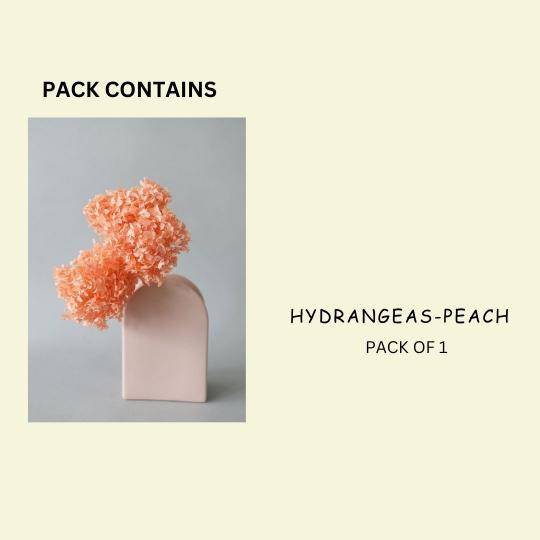 Hydrangeas _Peach