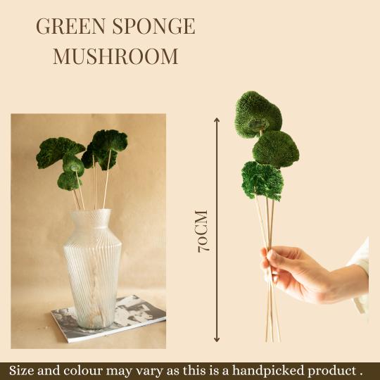 Green Sponge Mushroom