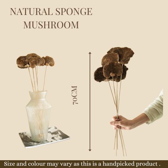 Natural Sponge mushroom