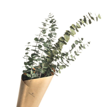 Light Green Eucalyptus