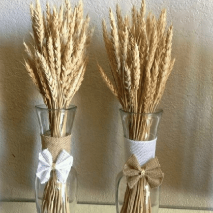 Wheat grass-set of 30 stems