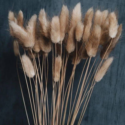 Imported bunny tails-set of 30 stems