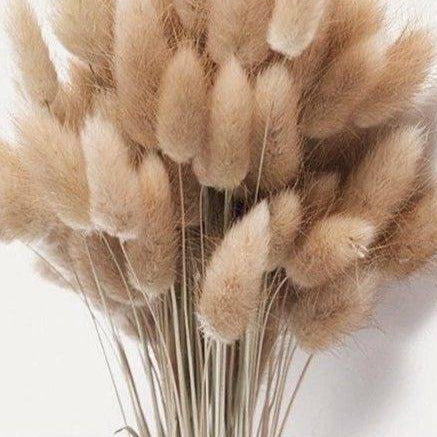 Imported bunny tails-set of 30 stems