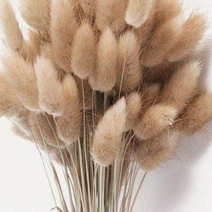 Imported bunny tails-set of 30 stems