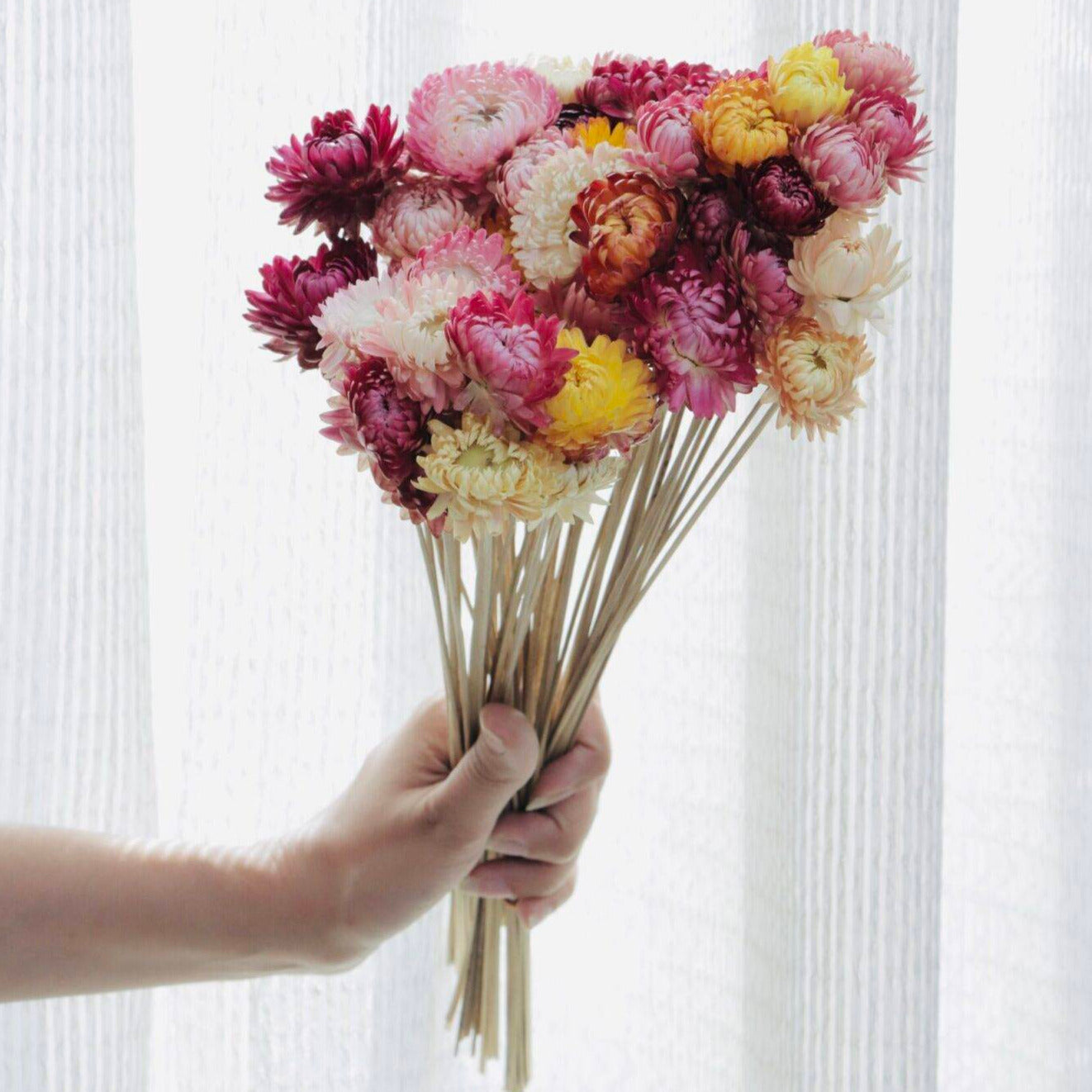 Straw flower-set of 20 stems