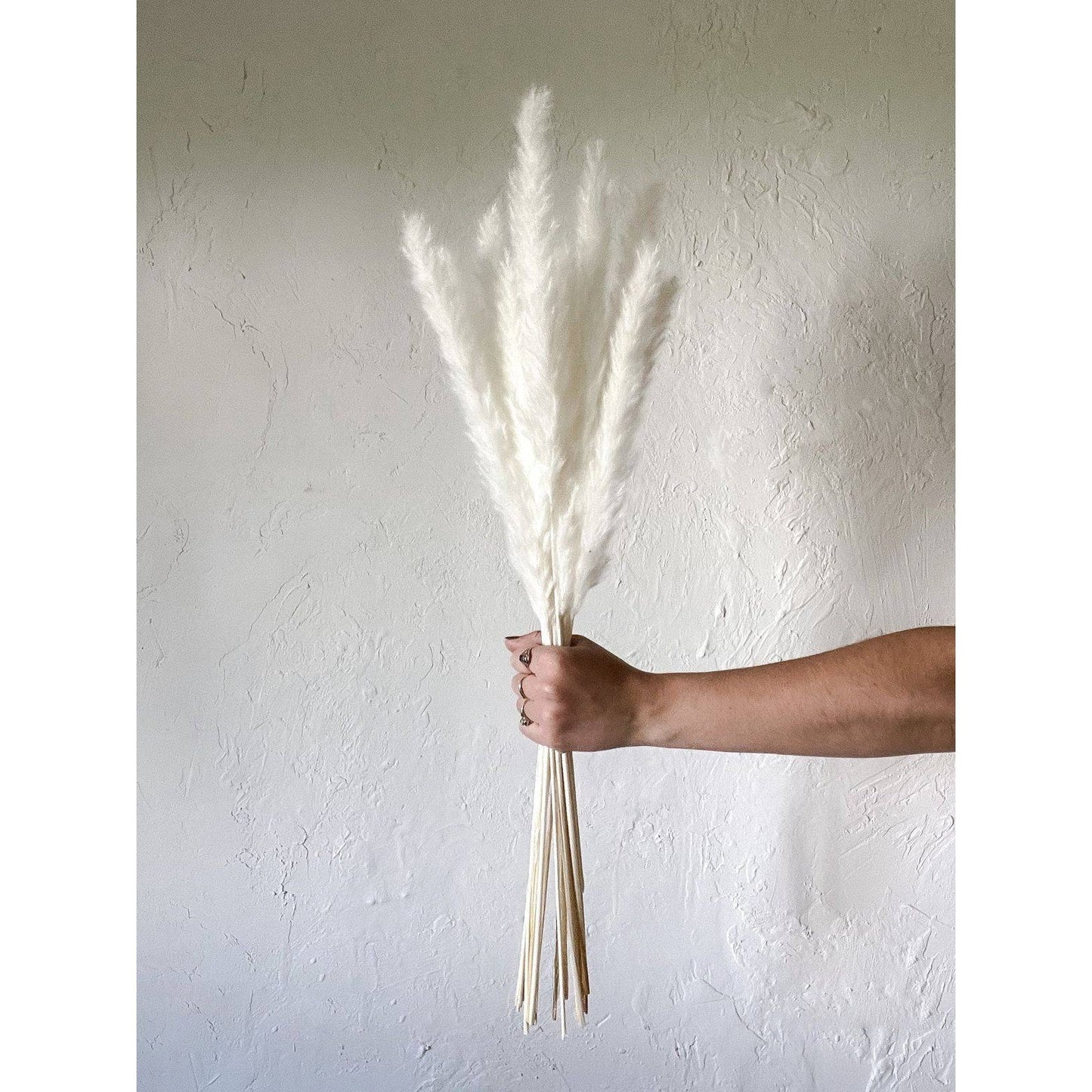 Mini white pampas-set of 10 sticks