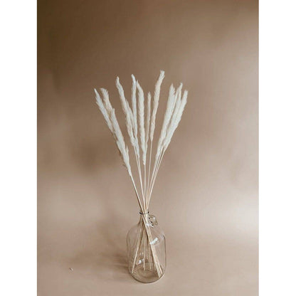 Mini white pampas-set of 10 sticks