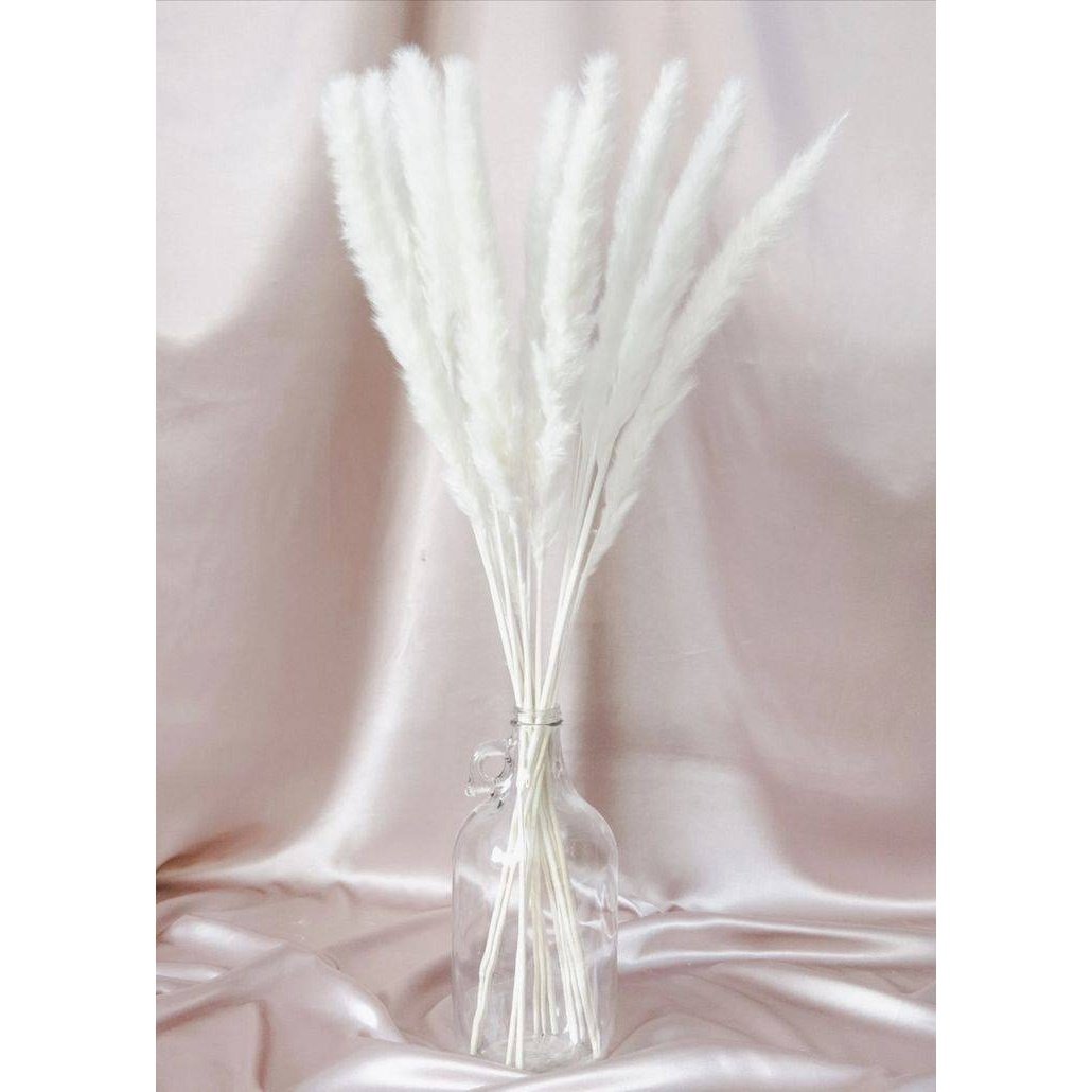 Mini white pampas-set of 10 sticks