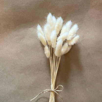 White Bunny tails-set of 40 stems