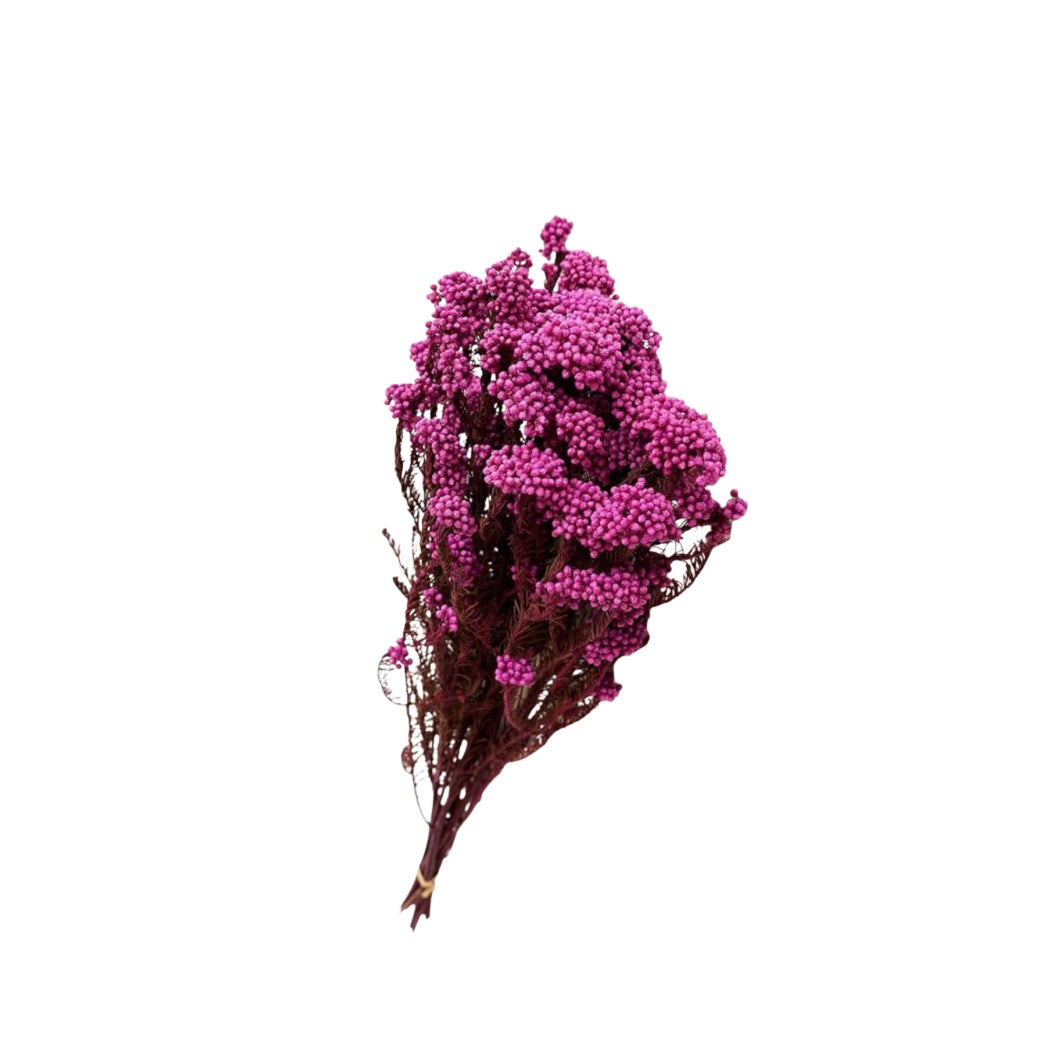 Pink Dried Rice Flower – Natural Forever Floral Décor | ArteCasa