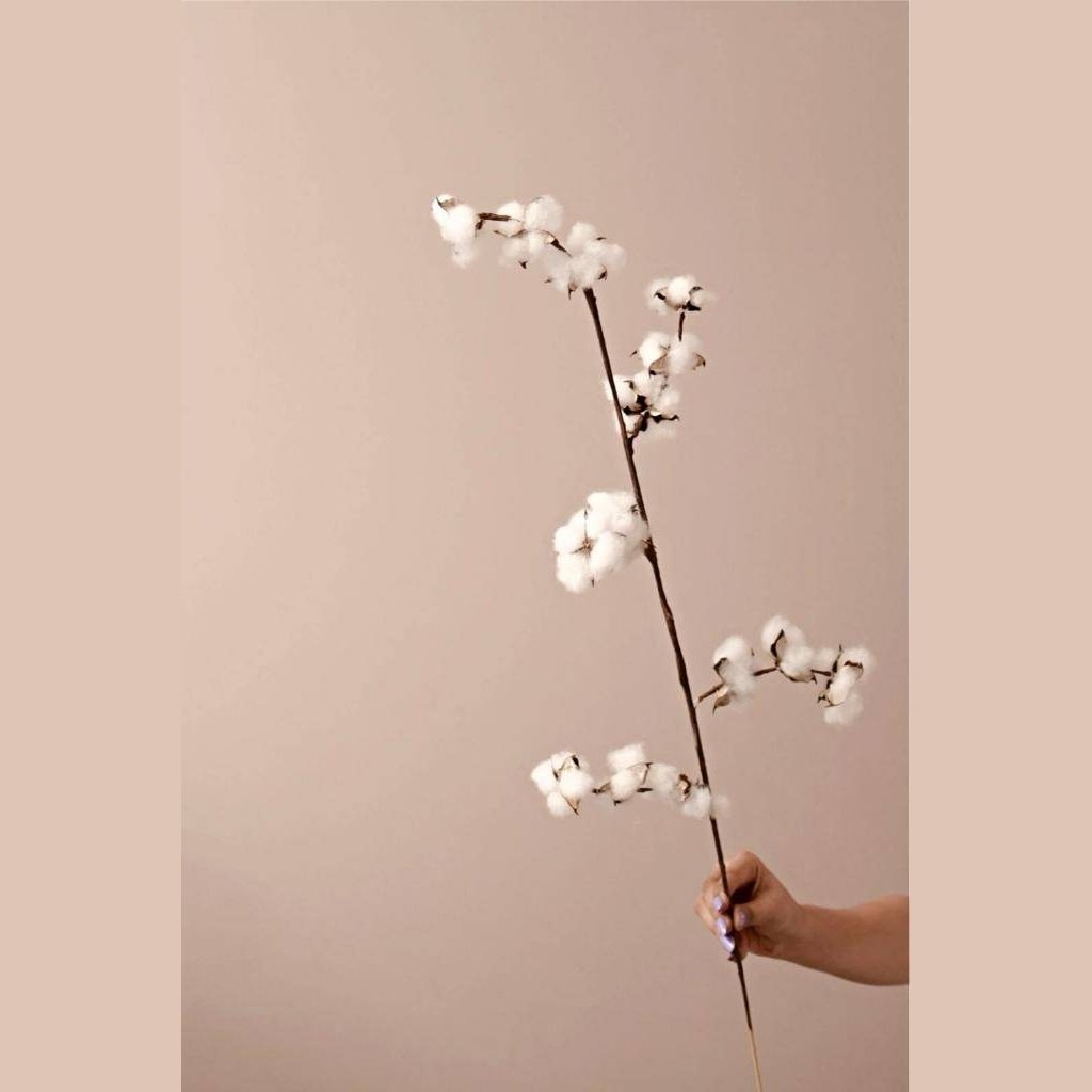 Cotton bloom stems