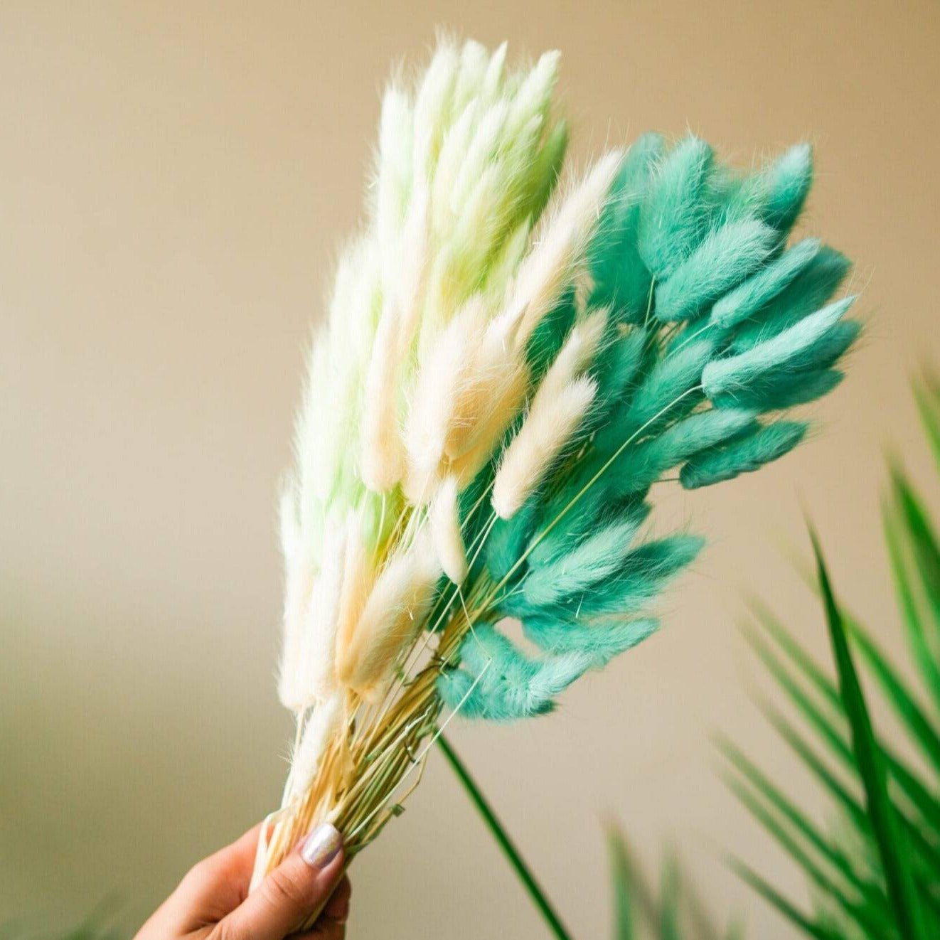 Dark Mint Green Bunny tails-set of 50 stems