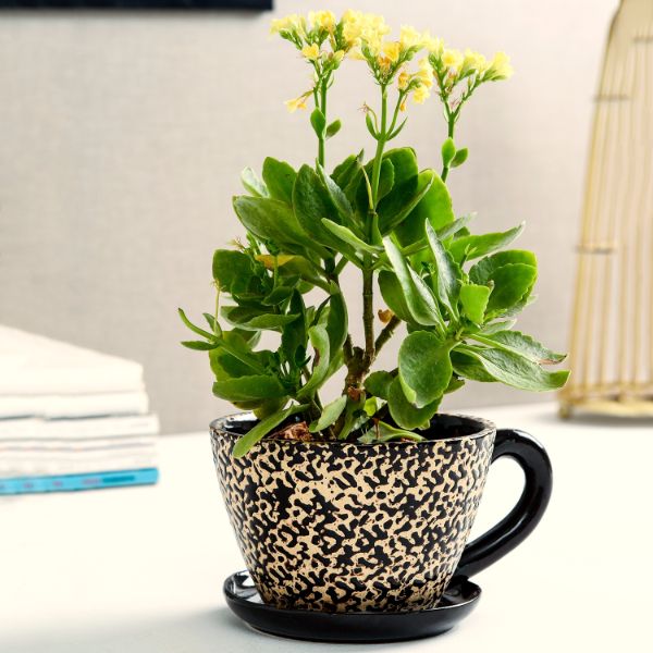 Ceramic Brown Cup Saucer Planter