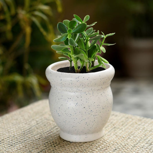 bonsai matte finish stoneware white matki table top planter
