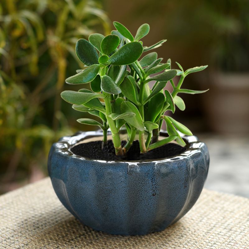 ceramic glazed studio blue bowl table top planter
