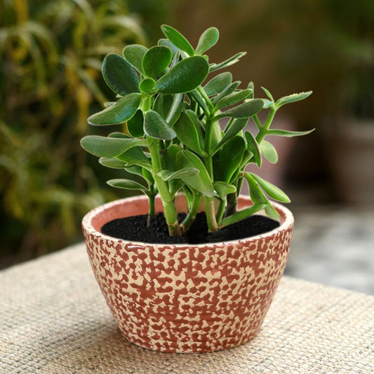 ceramic glazed red oval polka dot table top planter