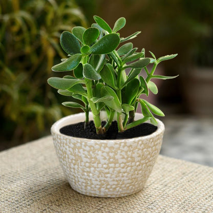 ceramic glazed yellow oval polka dot table top planter