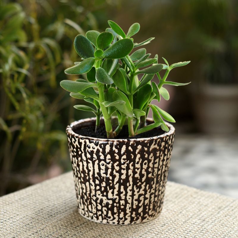 ceramic glazed brown bucket polka dot table top planter