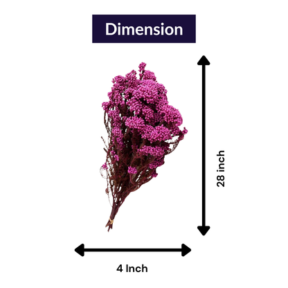 Pink Dried Rice Flower – Natural Forever Floral Décor | ArteCasa
