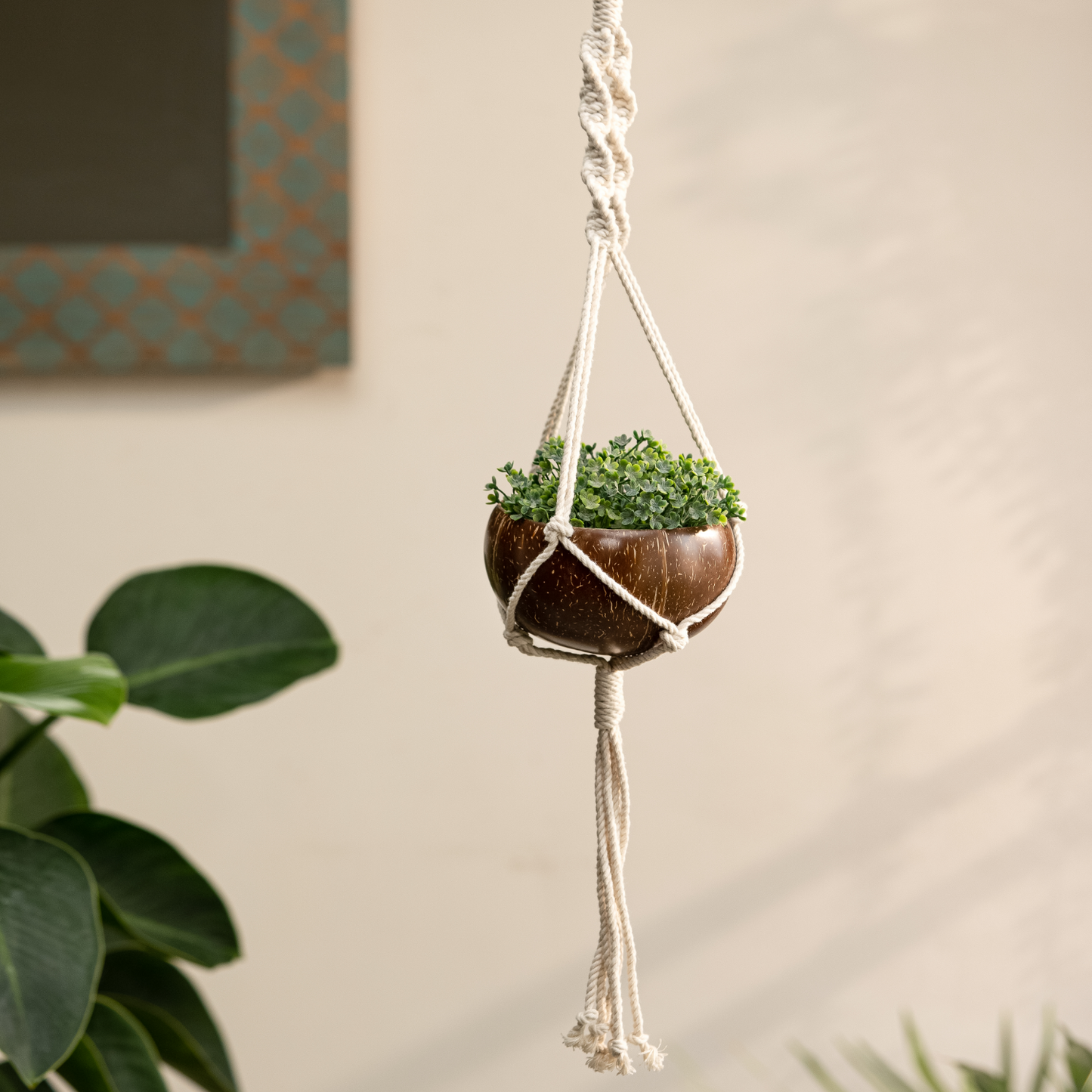 Thenga coconut shell macrame plant hanger for Indoor & balcony