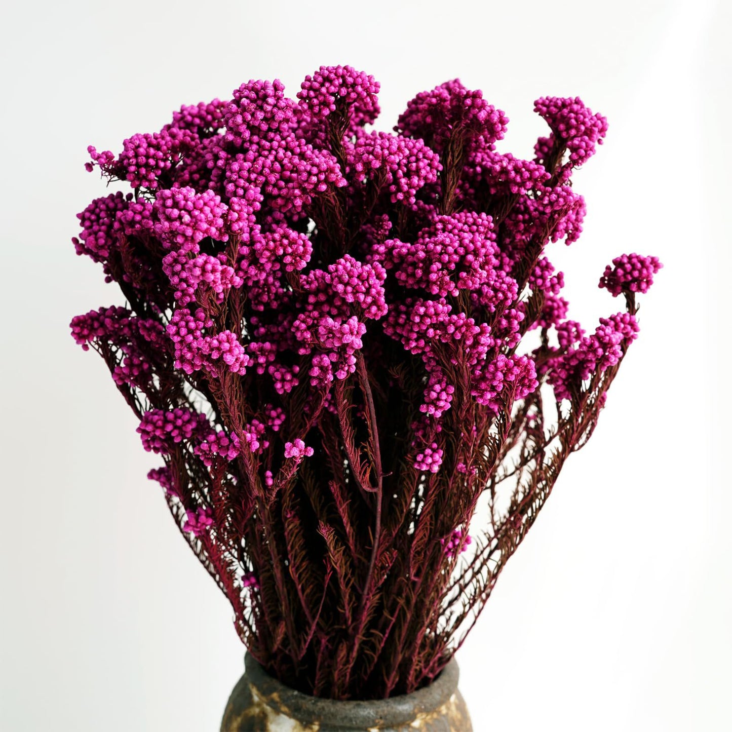Pink Dried Rice Flower – Natural Forever Floral Décor | ArteCasa