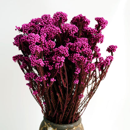 Pink Dried Rice Flower – Natural Forever Floral Décor | ArteCasa